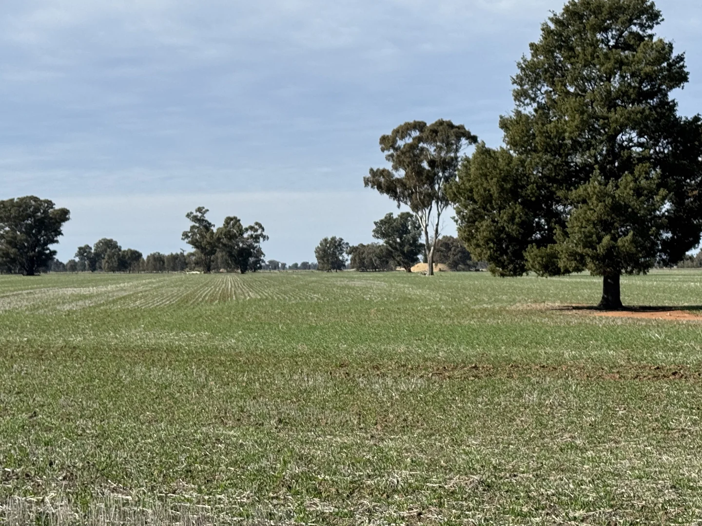 Additional image 24 of Berrigan Oaklands Road, Berrigan NSW 2712