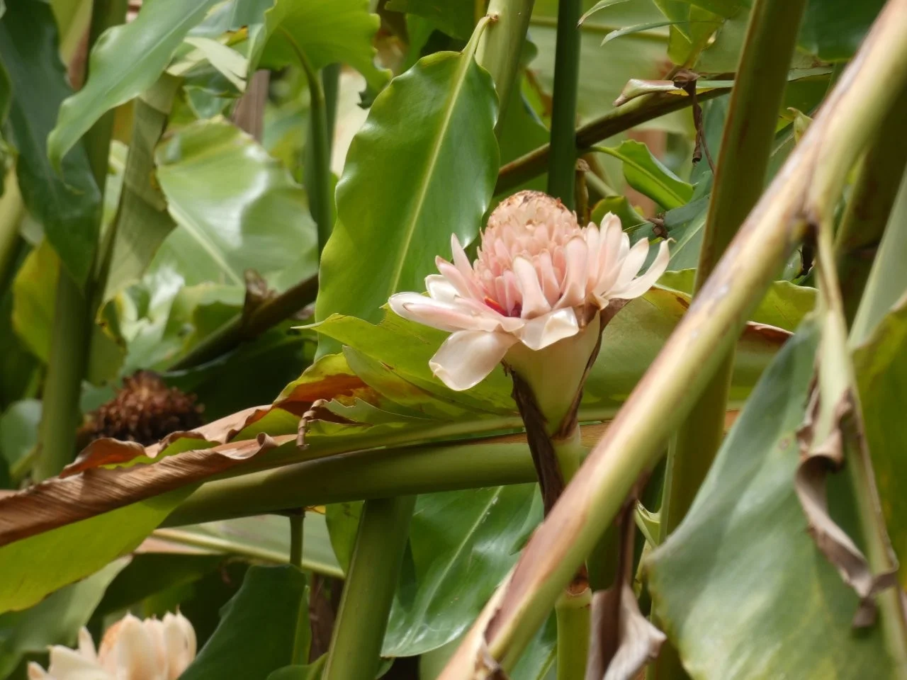 Additional image 19 of Lambells Lagoon NT 0822