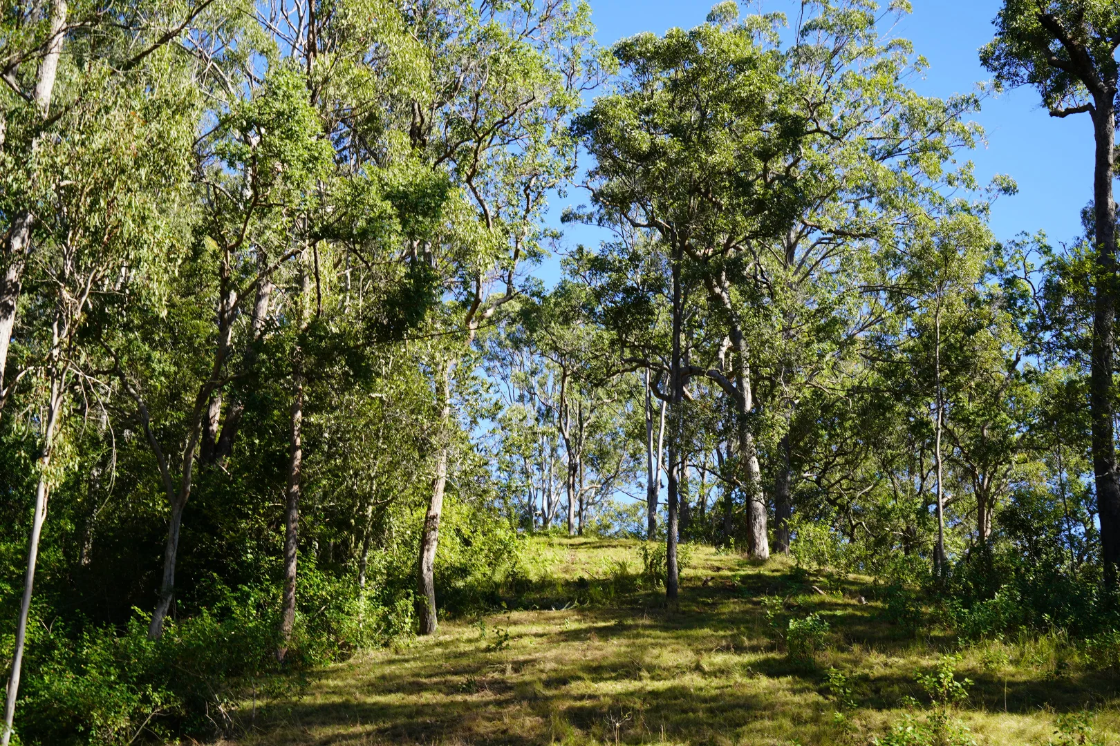 Additional image 29 of 2425 Pine Creek Road, Kyogle NSW 2474