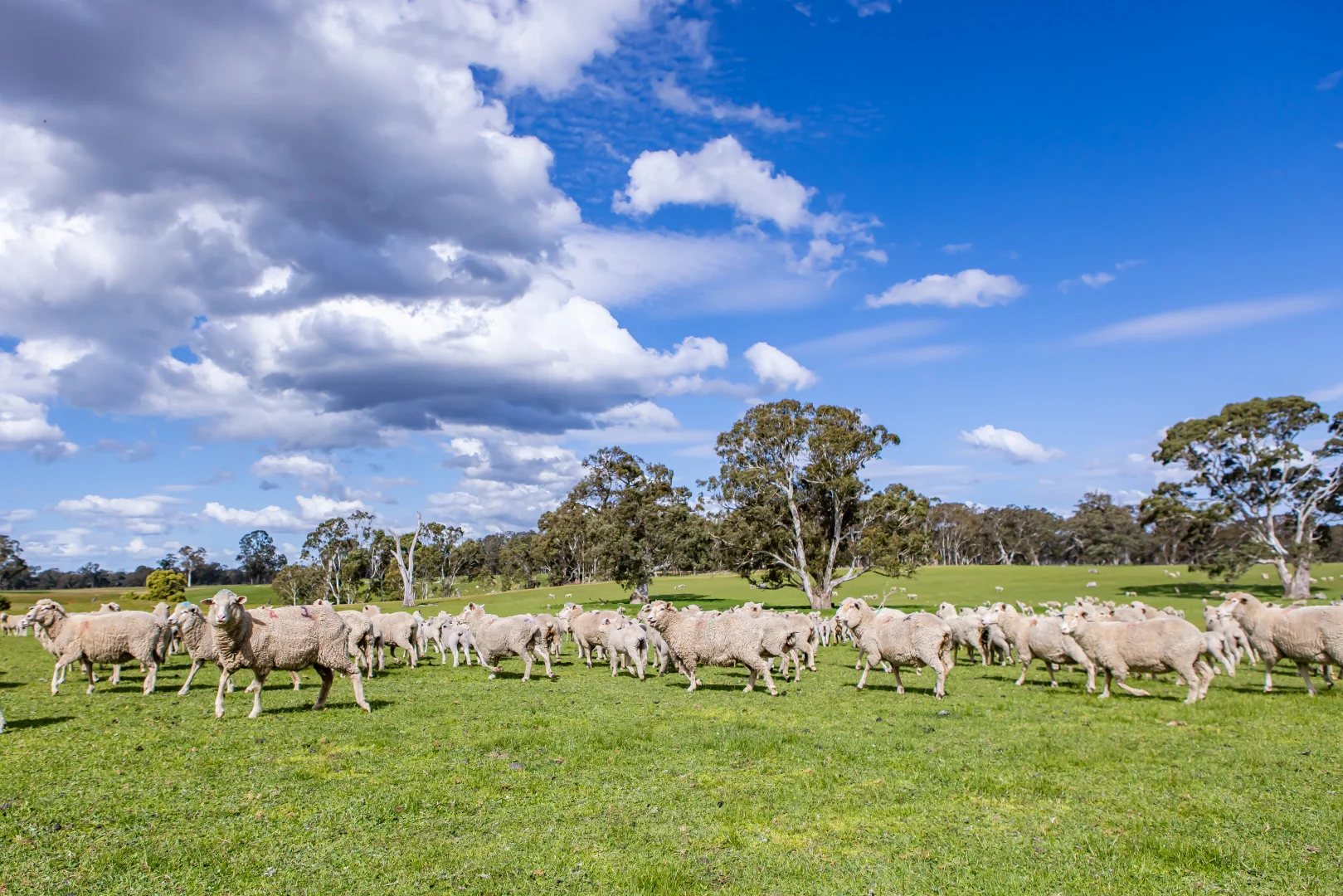 Additional image 51 of 219 Ockley Rd, Comaum SA 5277