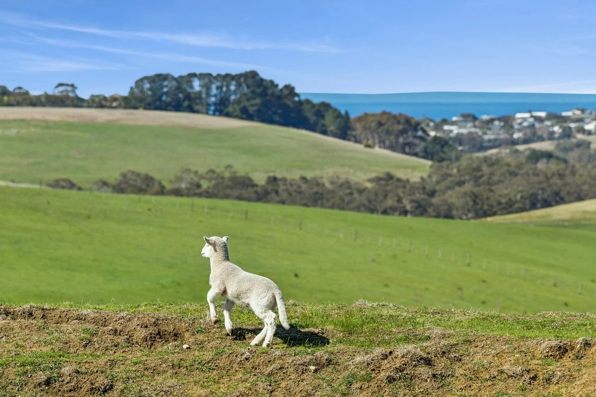 Additional image 3 of 60 Moores Road, Bellbrae VIC 3228