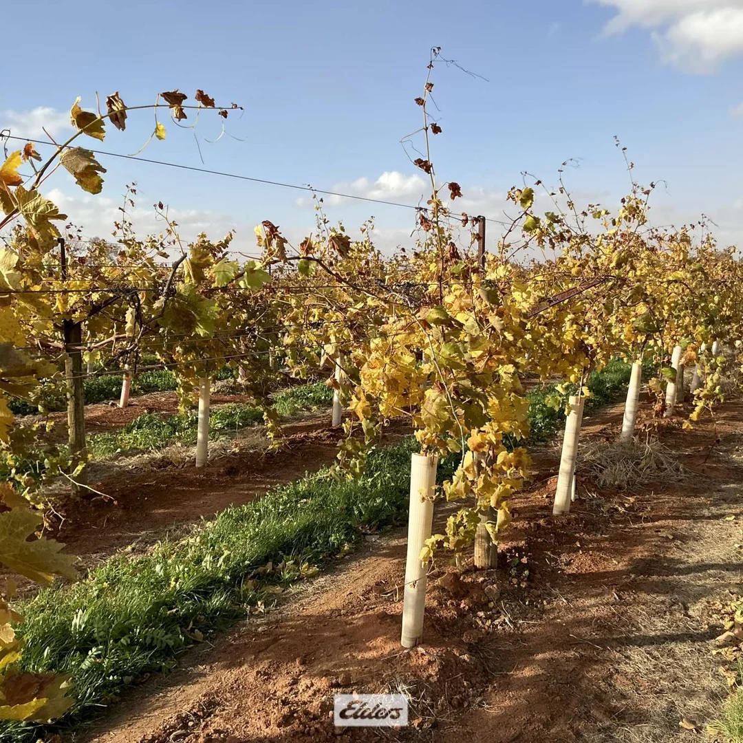 Additional image 14 of 221 & 245 Cowanna Avenue, Merbein South VIC 3505