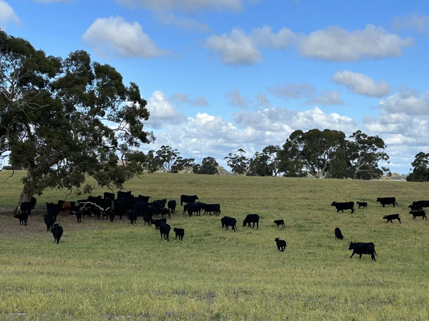 Additional image 3 of 71 Joys Road, Binnum SA 5262