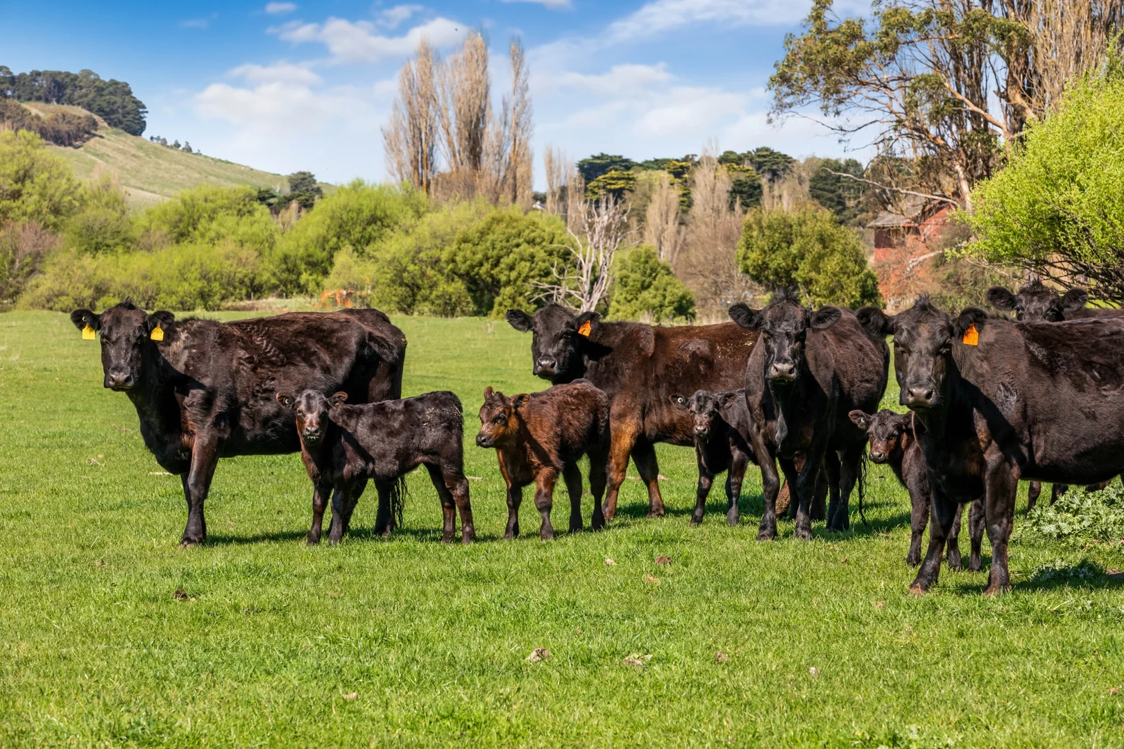 Additional image 21 of 75 Greenhills Road, Greendale VIC 3341