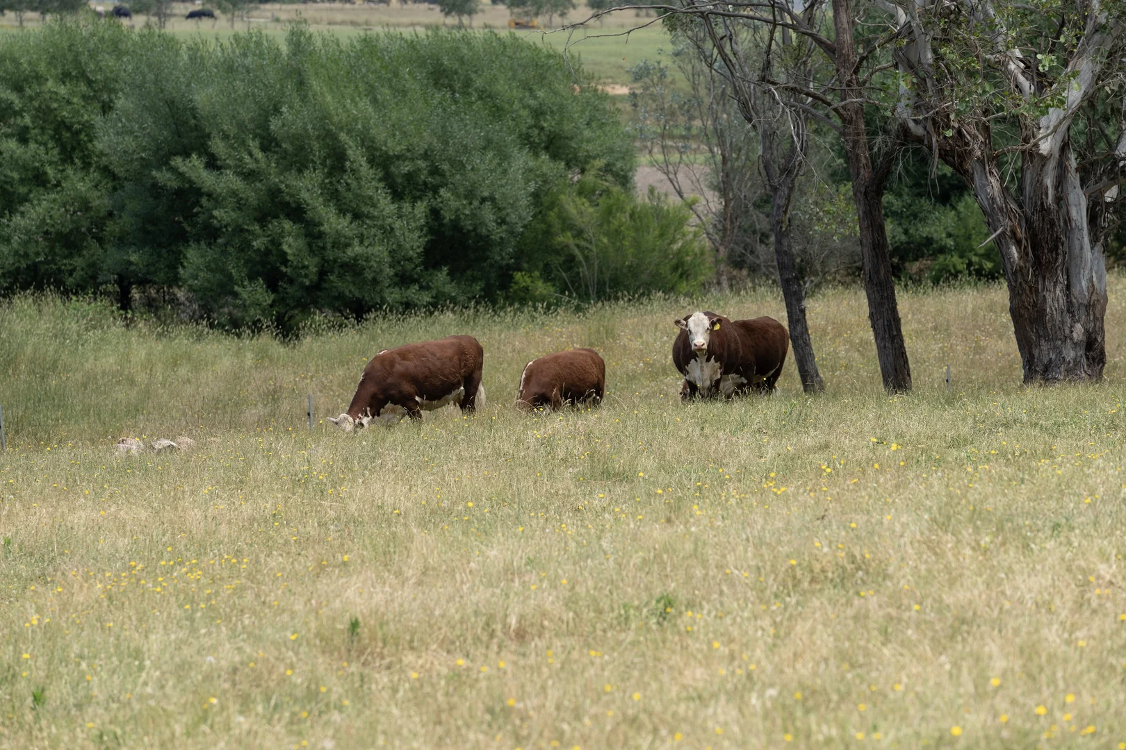 Additional image 32 of 45 Settlers Lane, Myrtleford VIC 3737