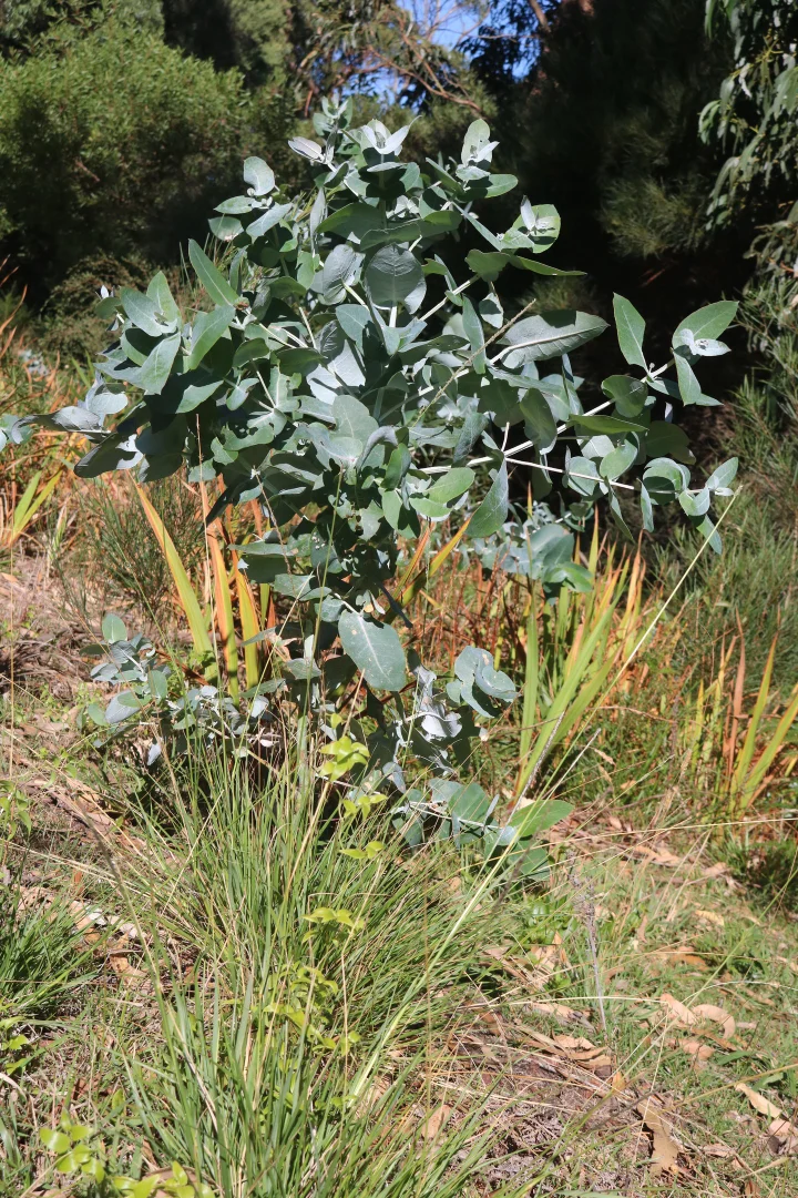 Additional image 13 of 4 Barr Street, Lady Barron TAS 7255