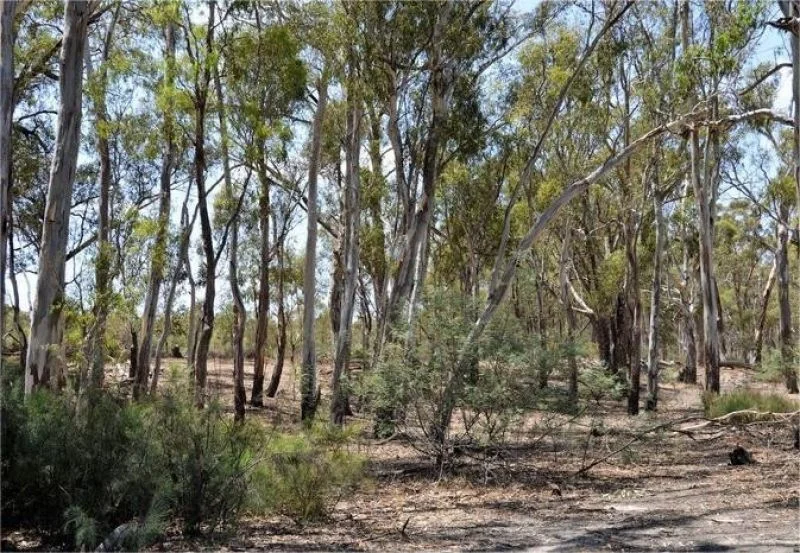 Additional image 9 of 78 Louies Hut Road, Moama NSW 2731