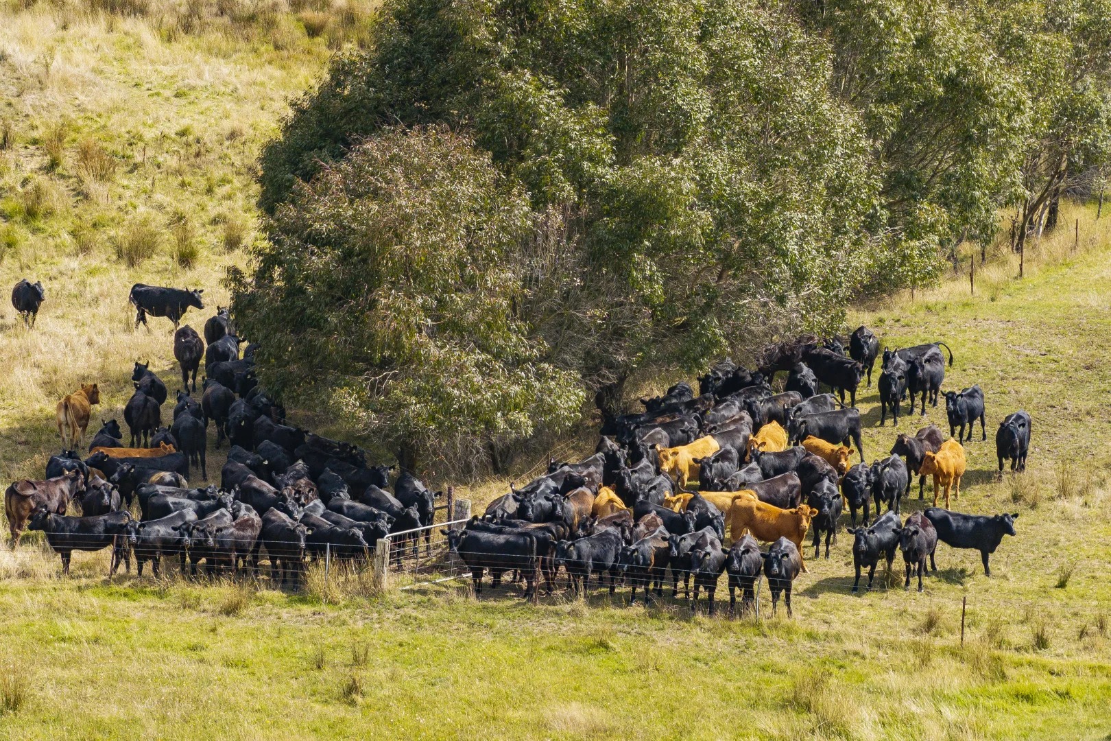 Additional image 6 of 251 Mount Rae Road, Roslyn NSW 2580