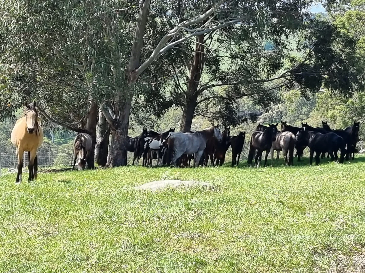 Additional image 13 of Lot 8 Catalano Road, Burekup WA 6227