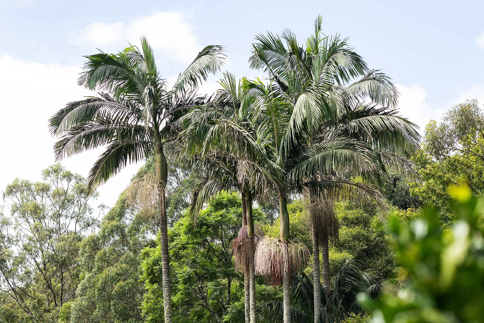 Additional image 24 of 5 Tourist Road, Beaumont NSW 2577