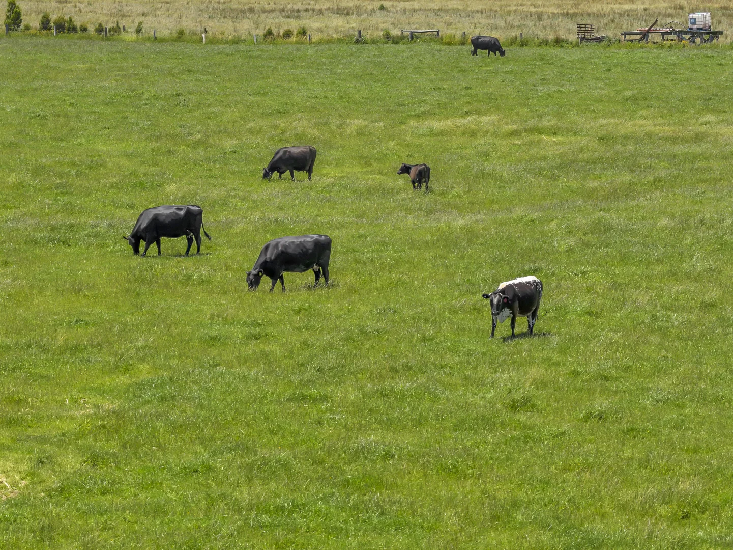 Additional image 15 of Almurta VIC 3979