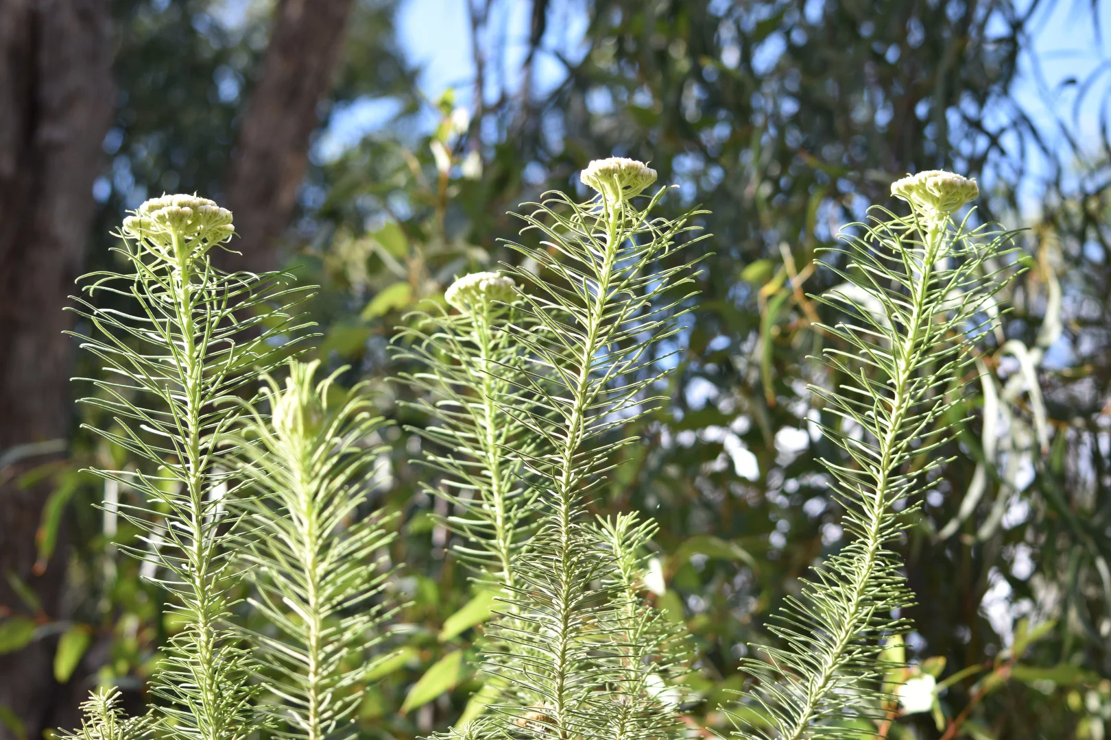 Additional image 19 of 1124 WARKTON ROAD, Coonabarabran NSW 2357