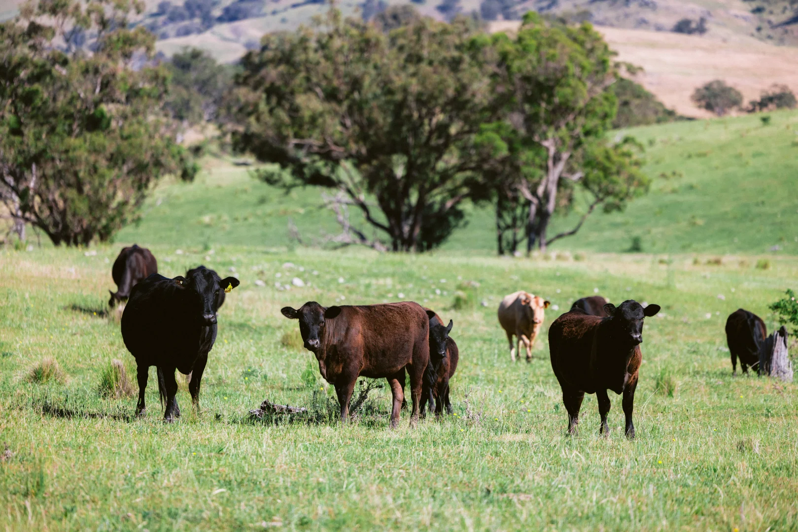 Additional image 28 of 7390 New England Hwy, Willow Tree NSW 2339