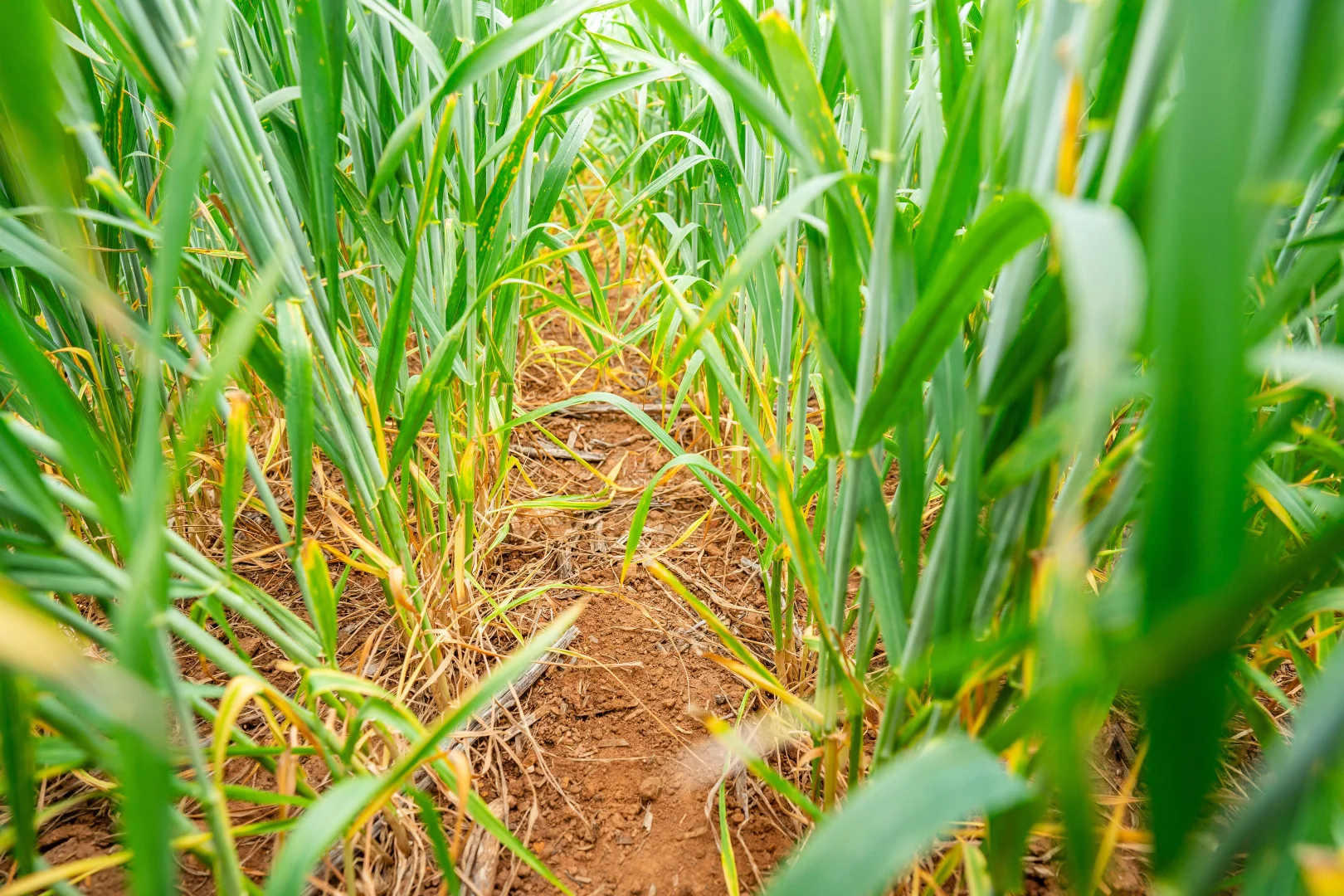 Additional image 9 of 1516 Osborne Pleasant HIlls Road, Pleasant Hills NSW 2658