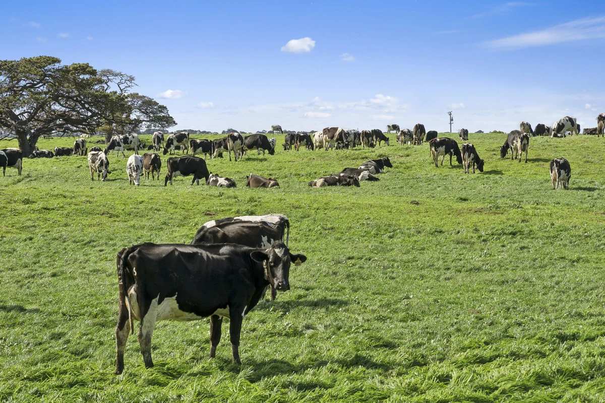 Additional image 49 of 280 Ondit-Warrion Road, Ondit VIC 3249