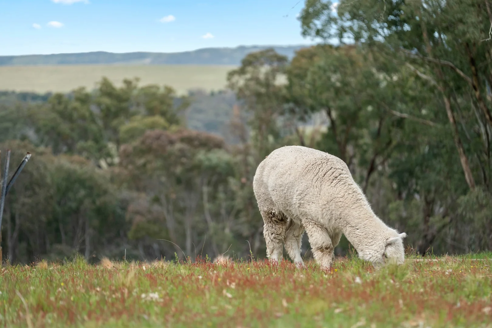 Additional image 26 of 13 Bell Lane, Mummel NSW 2580