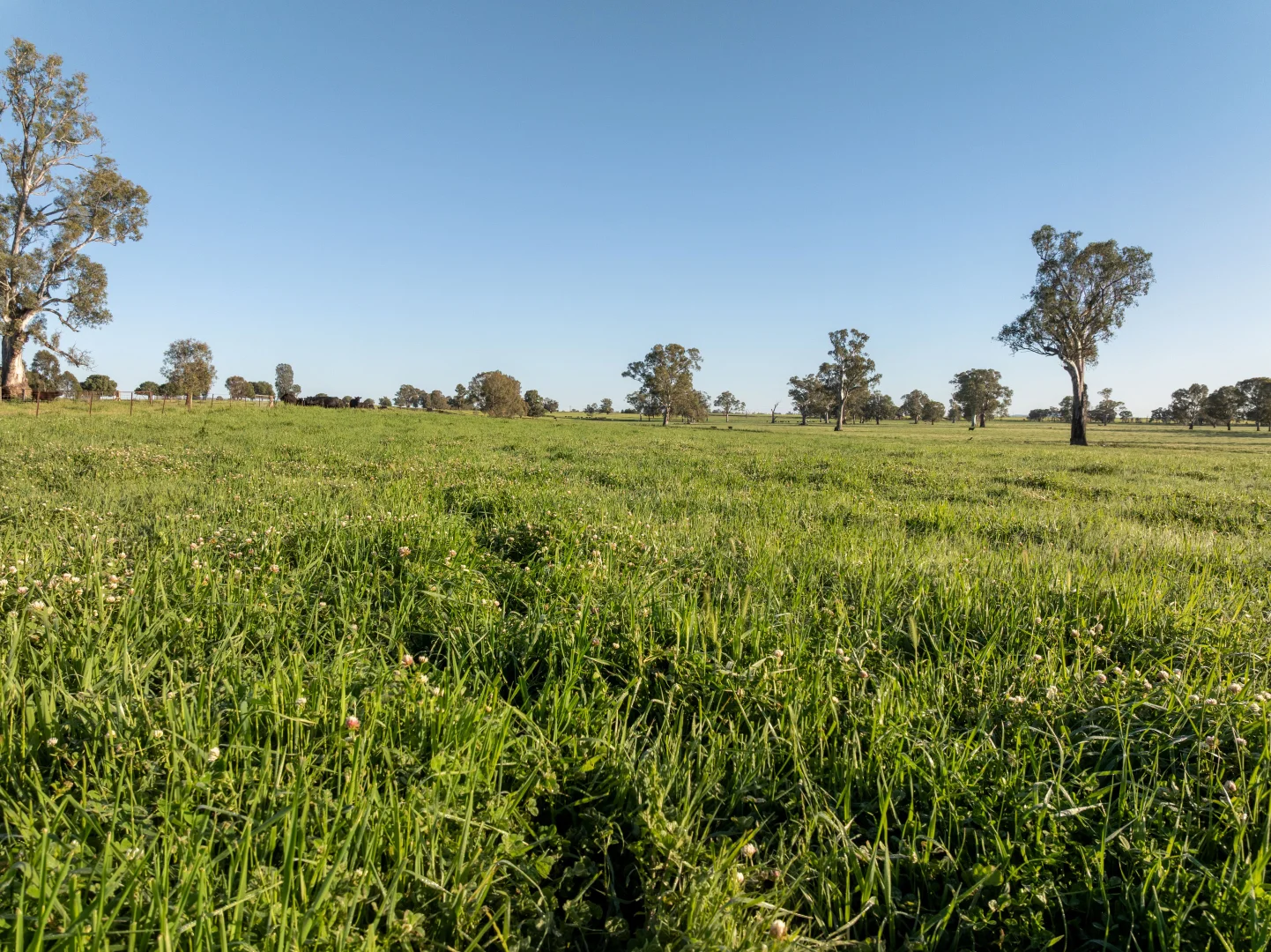 Additional image 28 of 6021 Riverina Highway, Hopefield NSW 2646