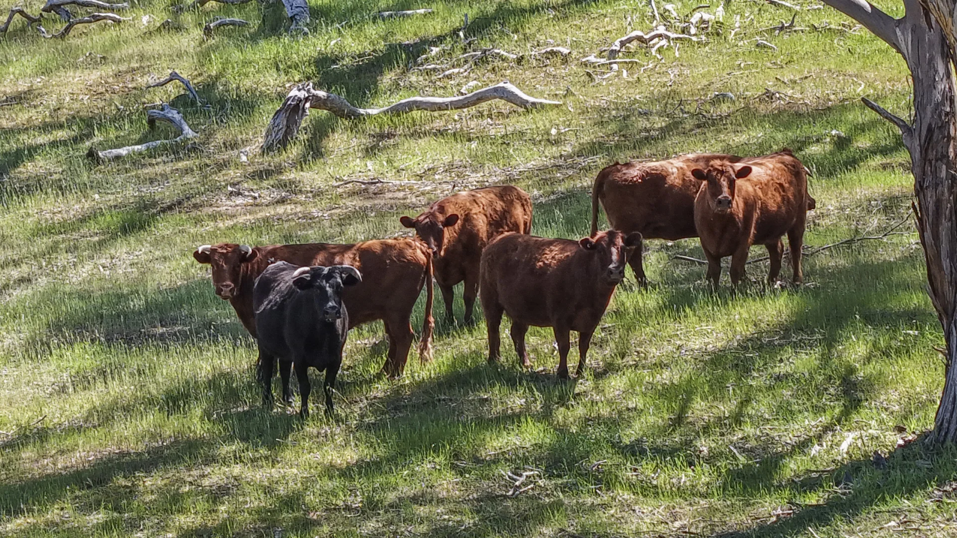 Additional image 25 of 566 Spring Gully Road, Spring Gully SA 5453