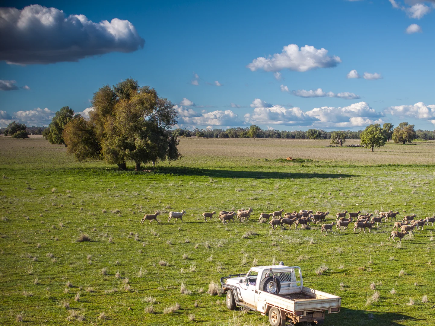 Additional image 20 of Ashford Heath 47 Adios Lane, Bogan Gate NSW 2876