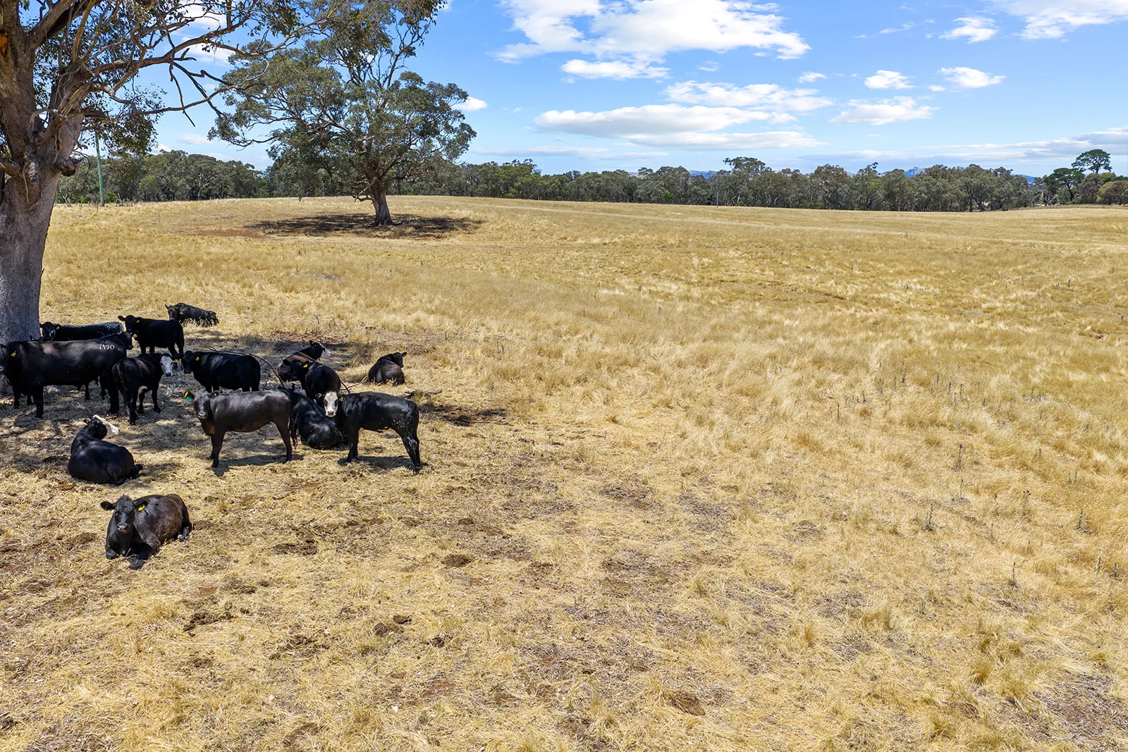 Additional image 4 of Lot 172 & 173 Reynolds Lane, Binalong NSW 2584