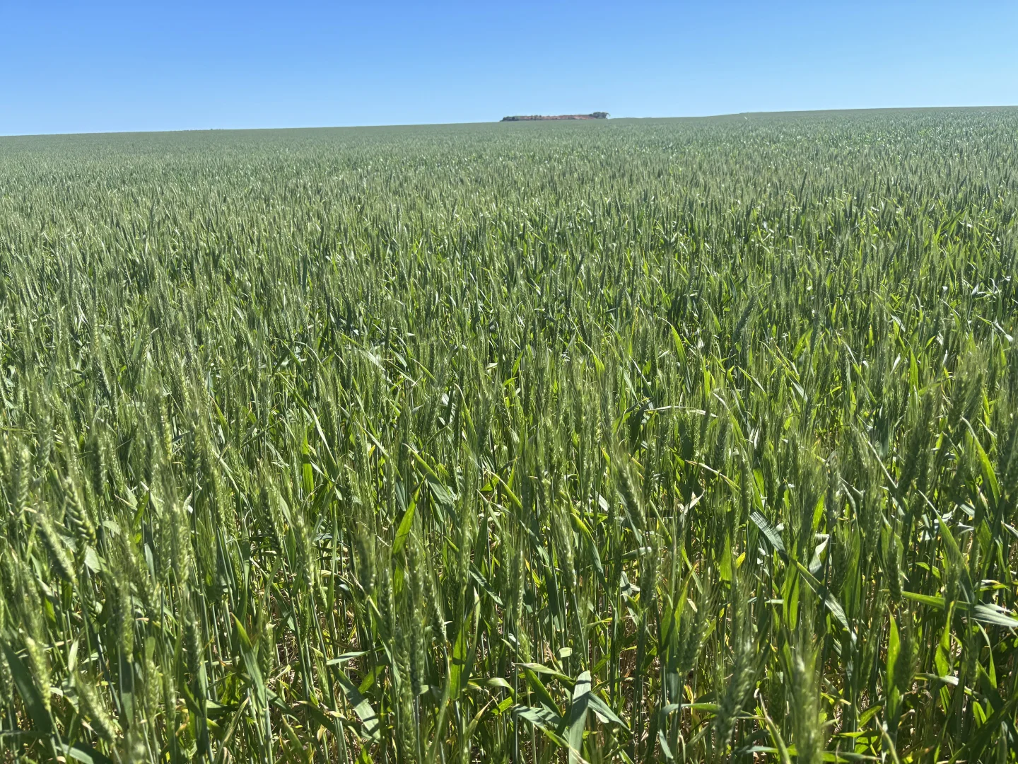 Additional image 7 of Lot 55 Ahern Place, Hickety WA 6532