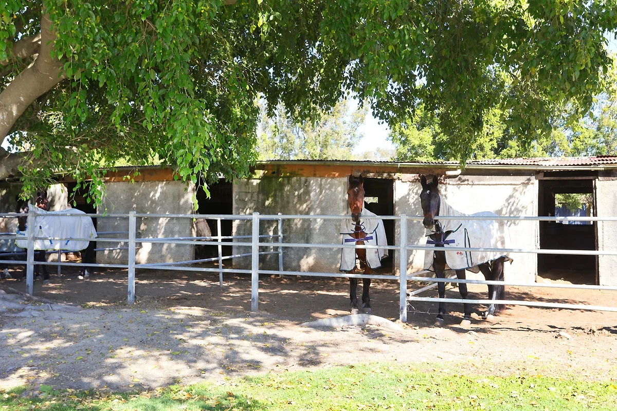Additional image 29 of 1717 Stapylton Jacobs Well Road, Jacobs Well QLD 4208