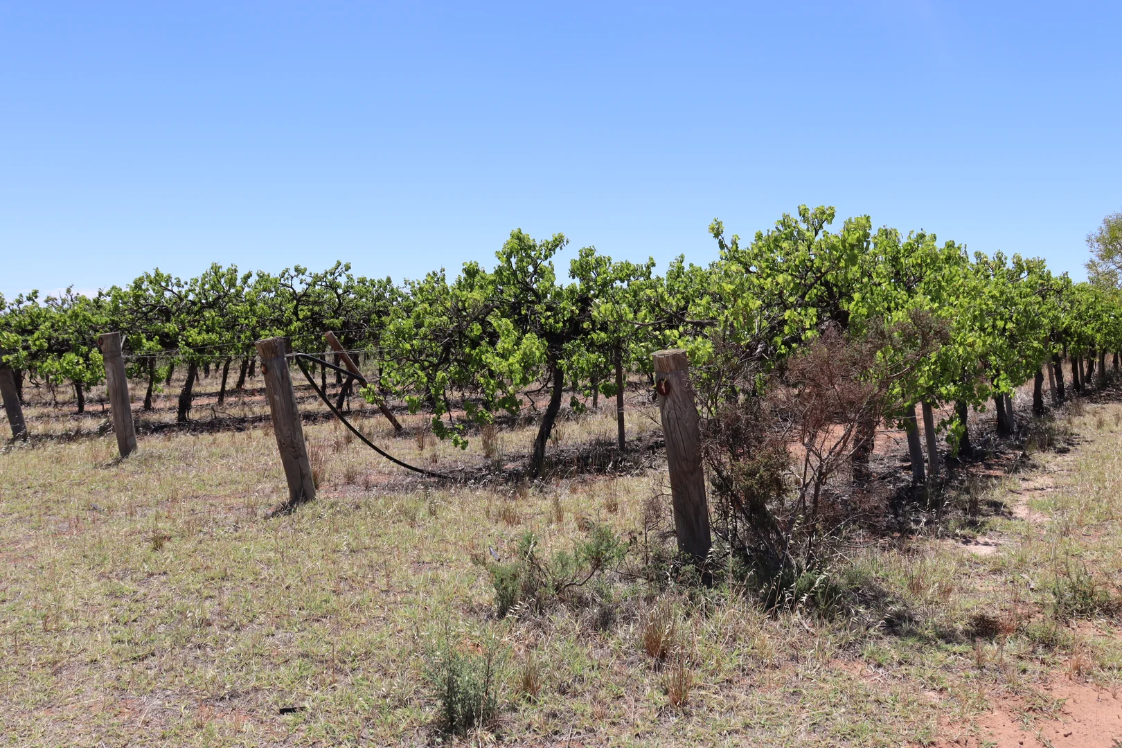 Additional image 18 of 73 Garrett Road, Glossop SA 5344