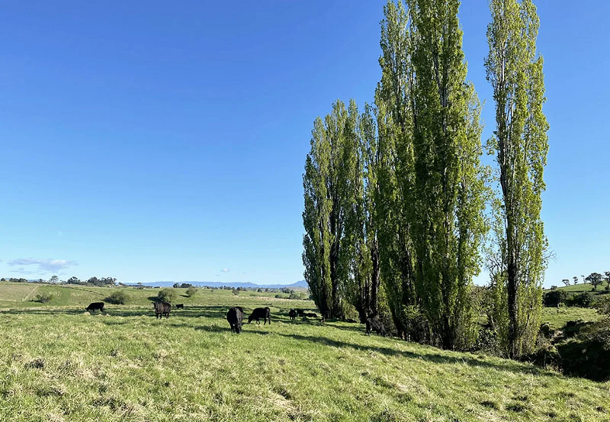 Additional image 7 of 169 Cochranes Road, Wolumla NSW 2550