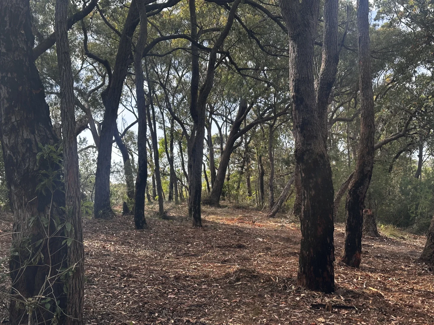 Additional image 7 of 277 Galston Road, Galston NSW 2159