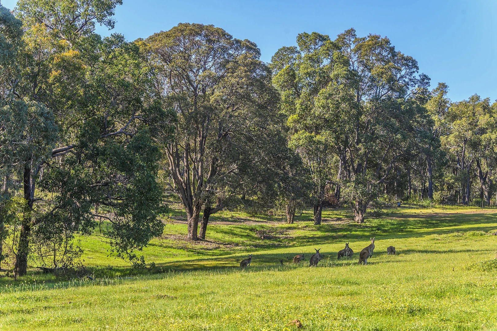 Additional image 38 of Guernsey Rise, Lower Chittering WA 6084