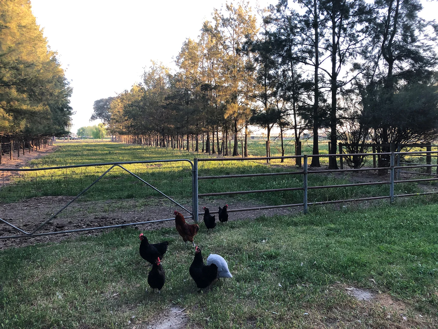 Additional image 28 of 2005 Henderson Road, Girgarre VIC 3624