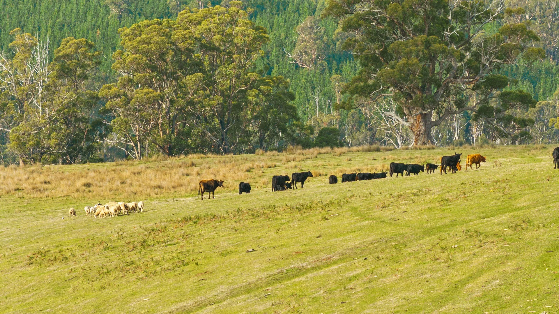 Additional image 8 of 65 Pumps Road, Callignee VIC 3844