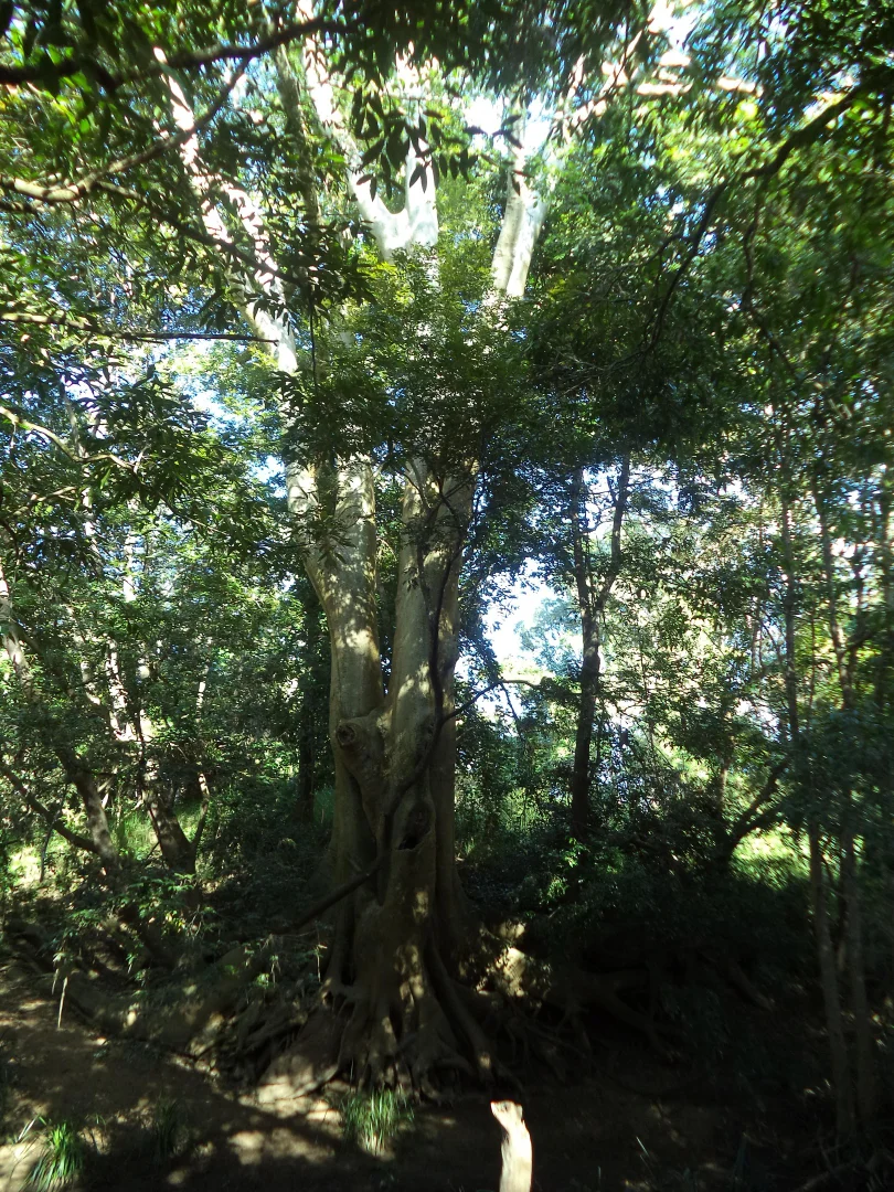 Additional image 20 of 158 Hodzic Rd, Biboohra QLD 4880