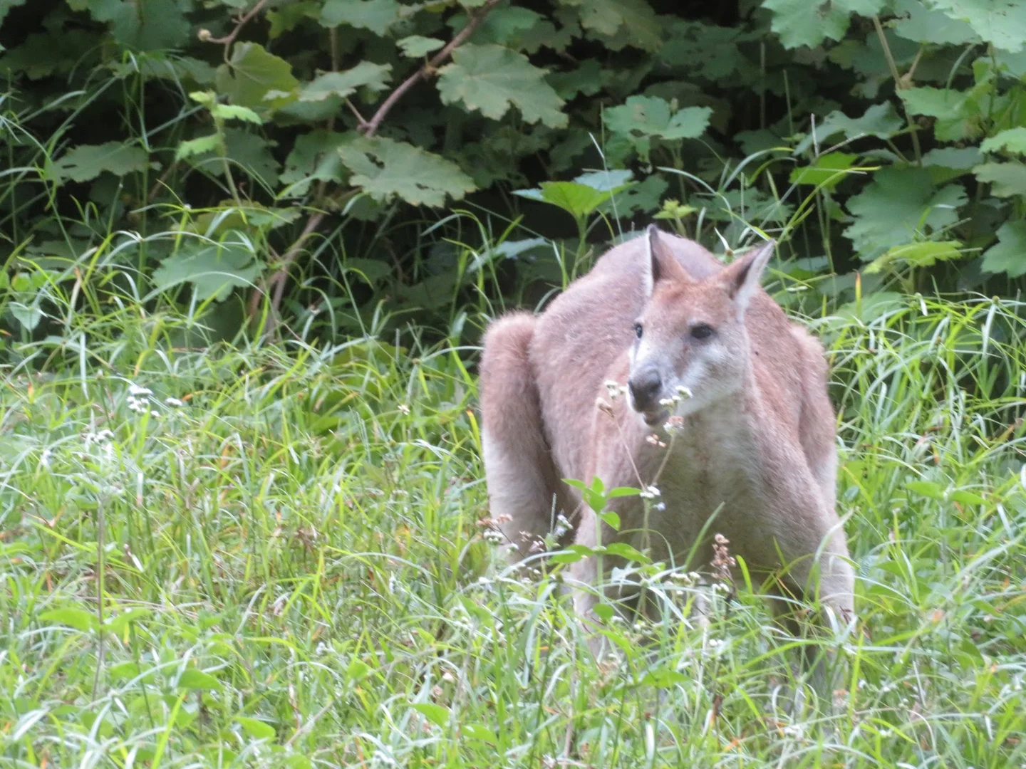 Additional image 16 of 364 Coquette Point Road, Coquette Point QLD 4860