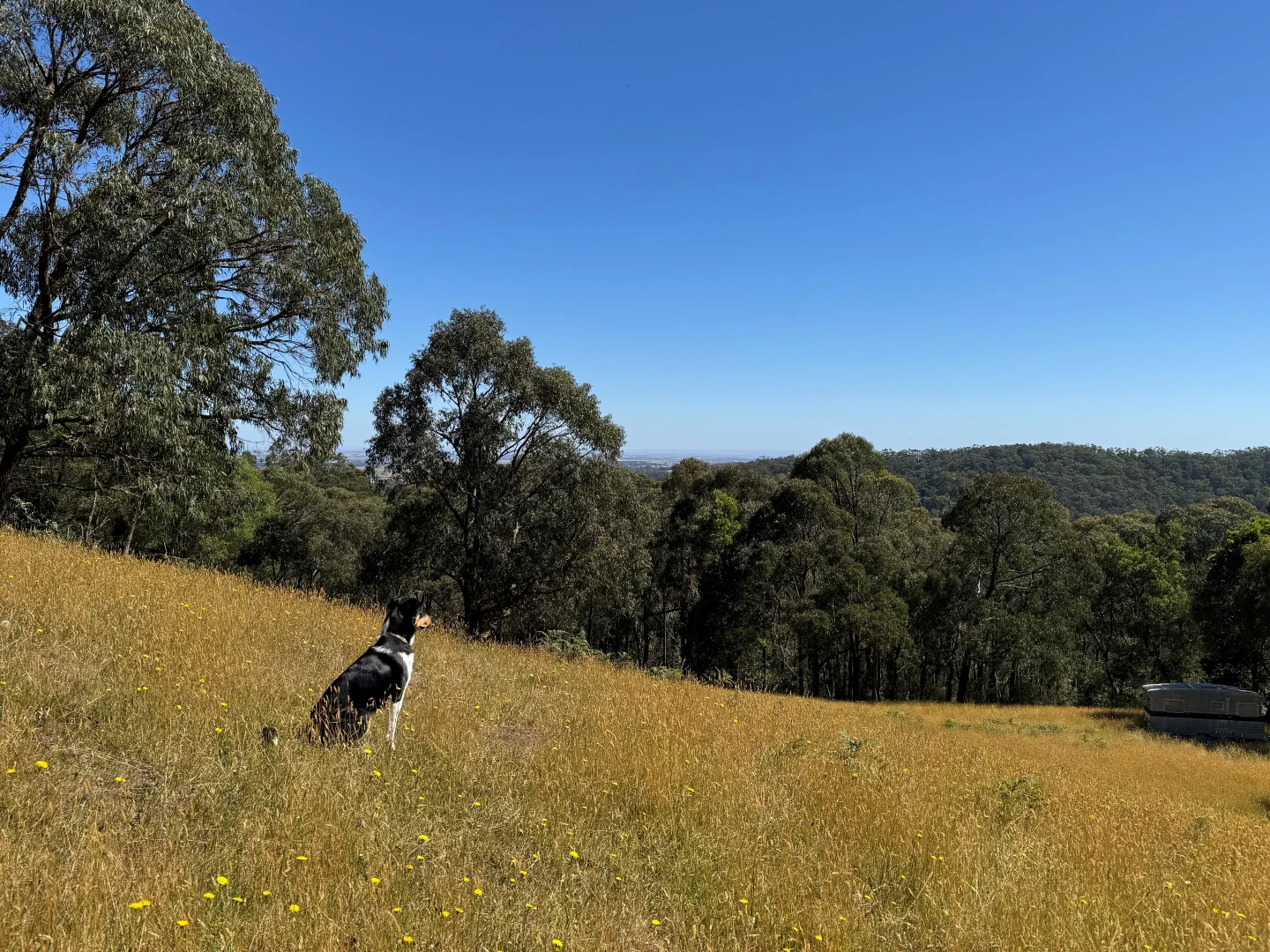 Additional image 8 of 575 Deans Marsh Lorne Road, Deans Marsh VIC 3235