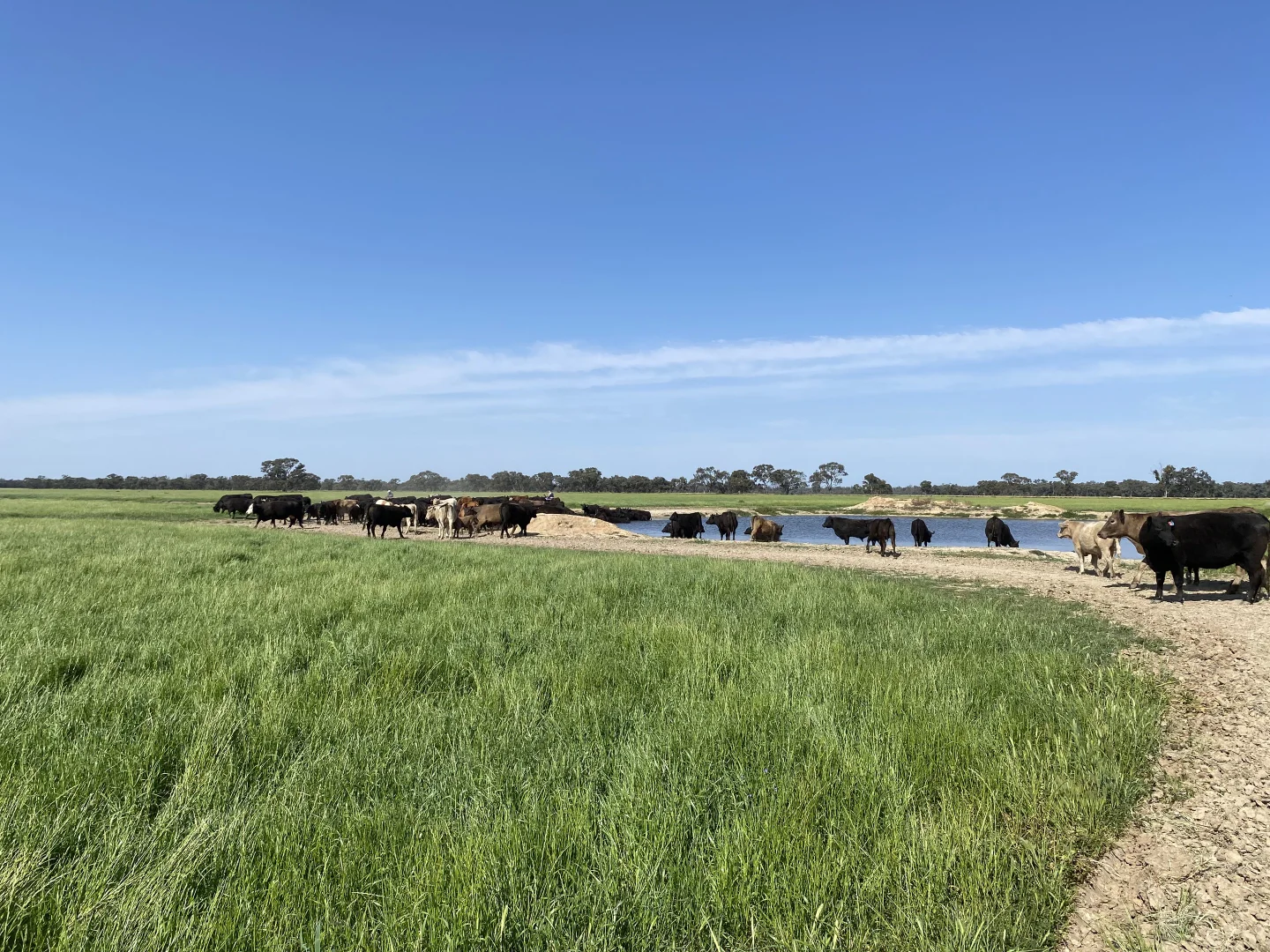 Additional image 47 of 'Wetuppa' 245 Fisher Lane, Wetuppa NSW 2734