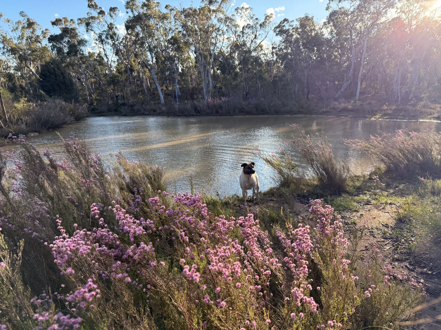 Additional image 35 of 385 Foxs Elbow Road, Braidwood NSW 2622