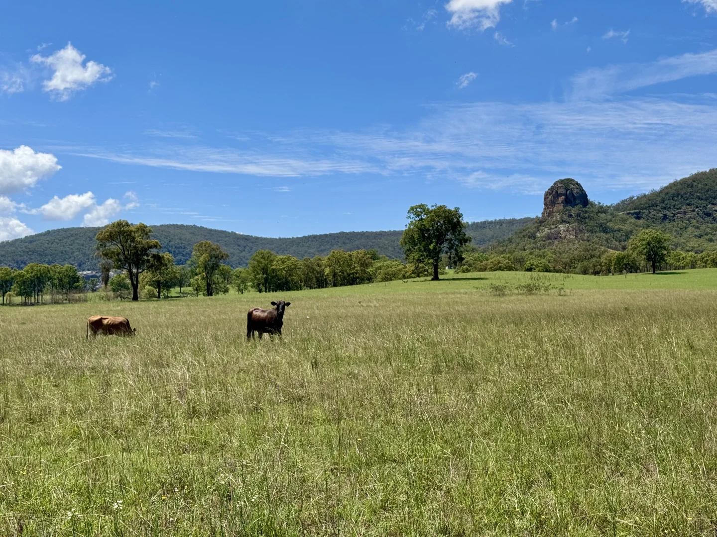 Additional image 26 of "Nullegai" 190 Thompson Creek Road, Scone NSW 2337