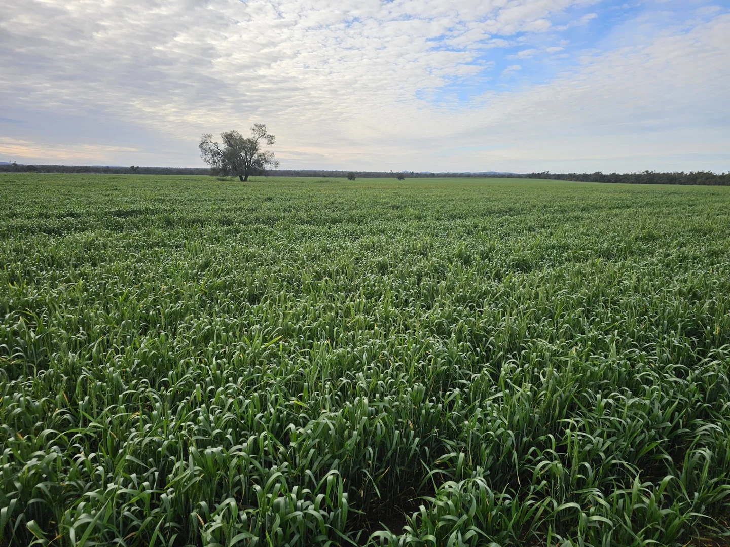 Additional image 39 of 492 Eremeran Road, Condobolin NSW 2877