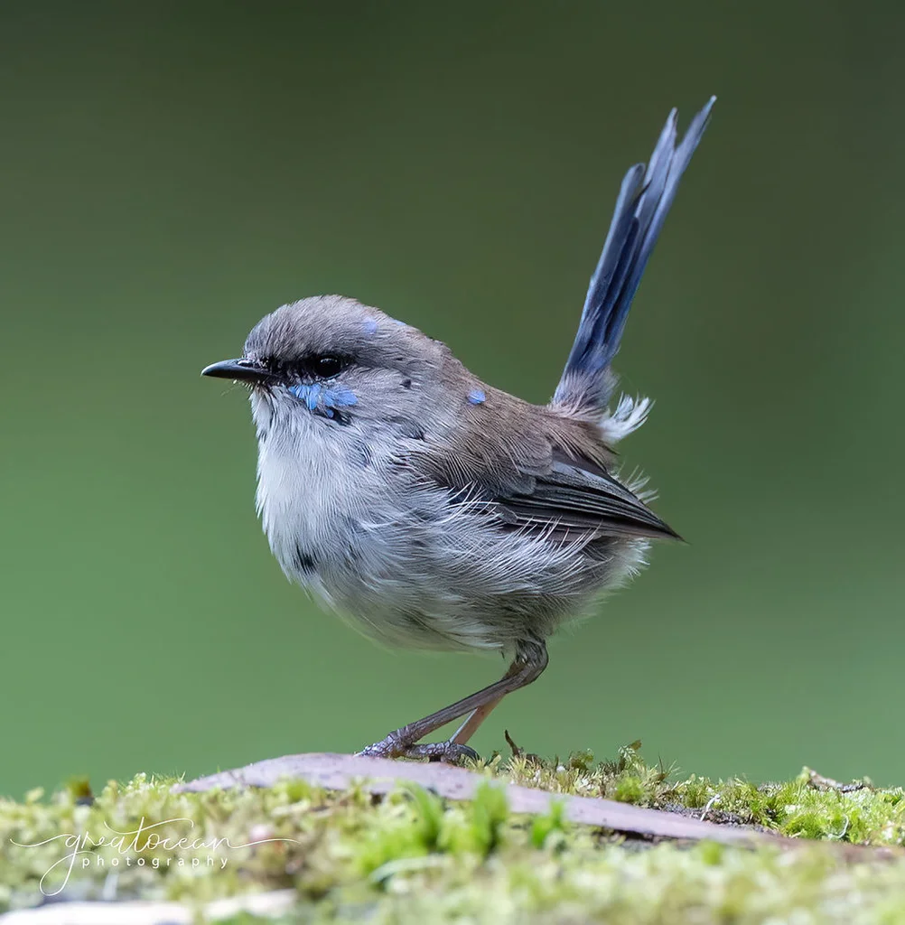 Additional image 27 of 775 Barham River Road, Apollo Bay VIC 3233
