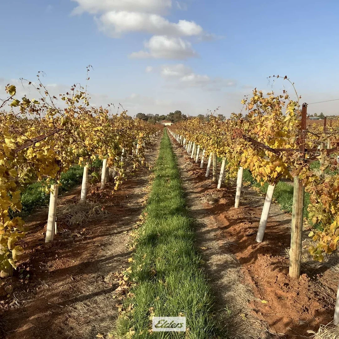 Additional image 6 of 221 & 245 Cowanna Avenue, Merbein South VIC 3505