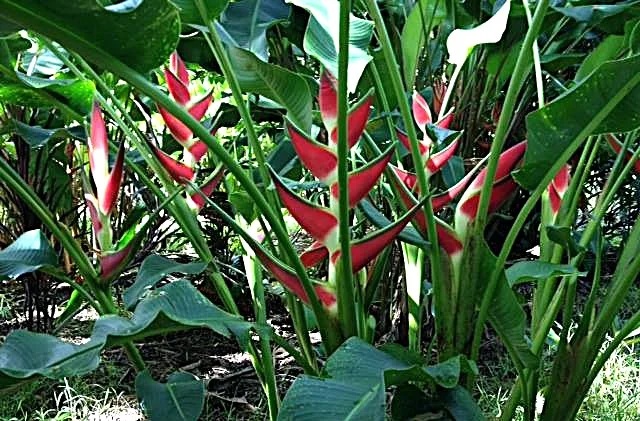 Additional image 25 of Lambells Lagoon NT 0822