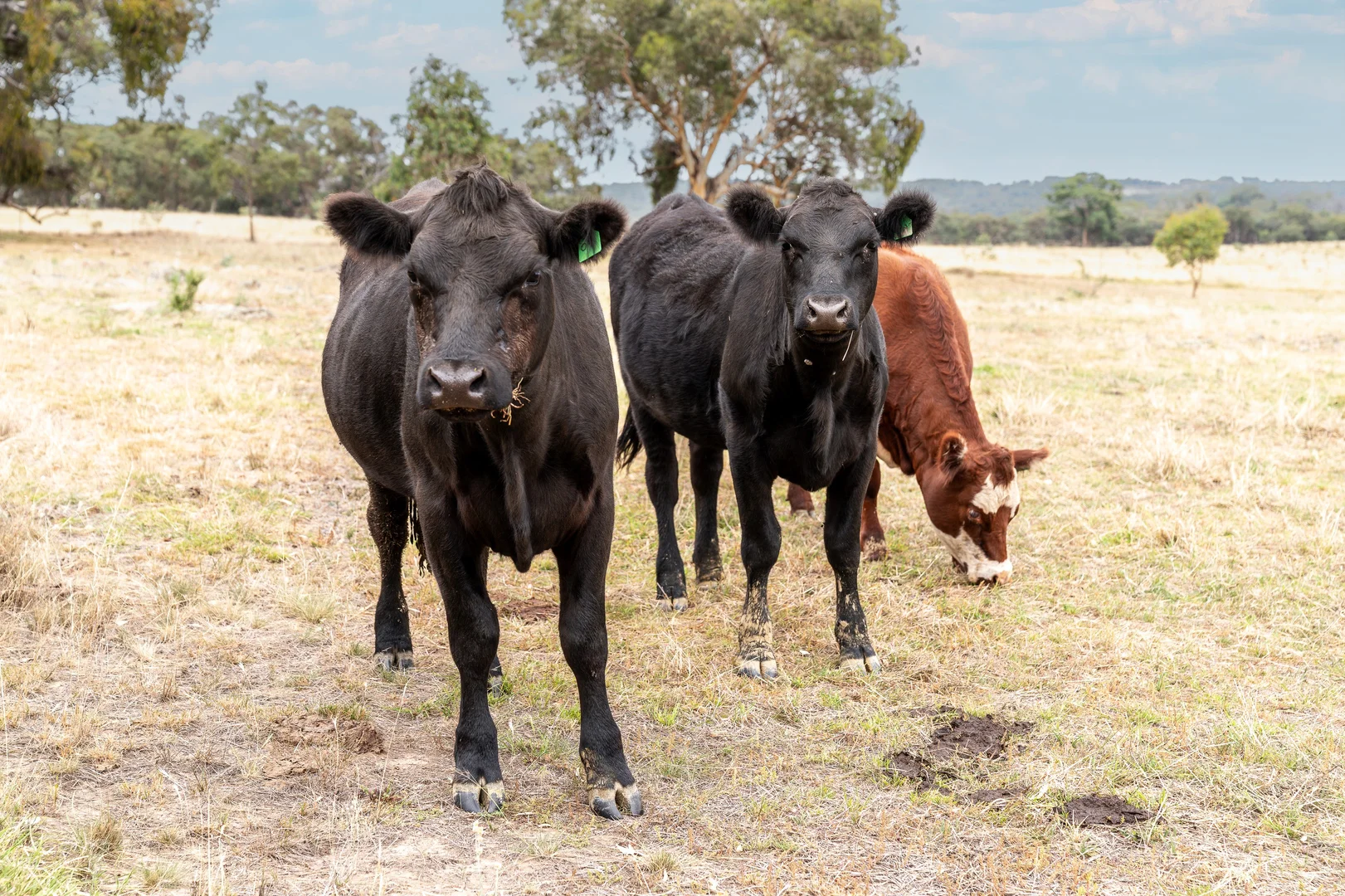 Additional image 19 of 60 Beechworth Road, Mudgee NSW 2850