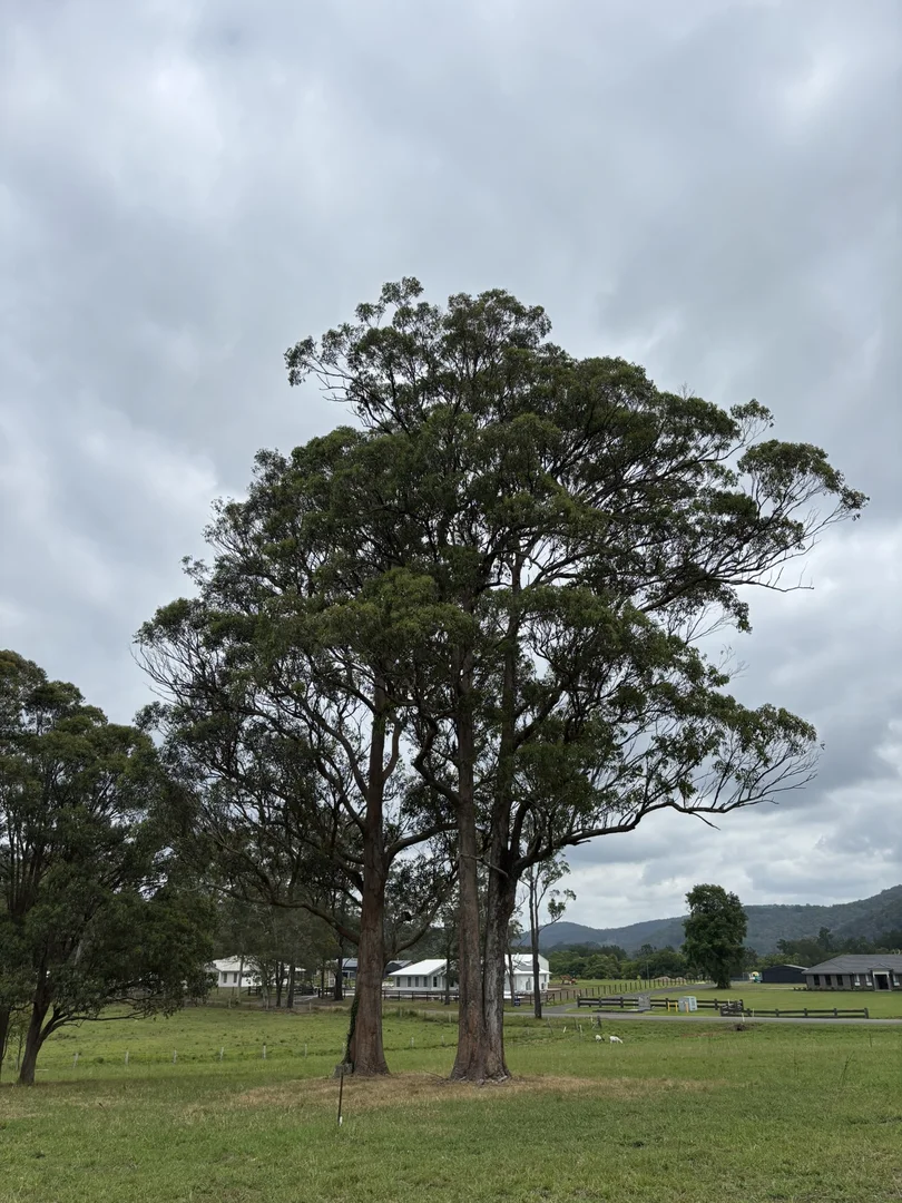 Additional image 8 of 119 Briton Court Road, Stroud NSW 2425