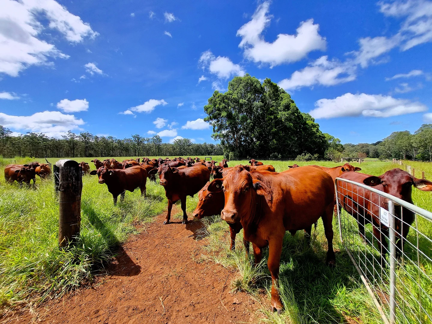 Additional image 21 of Wondecla QLD 4887