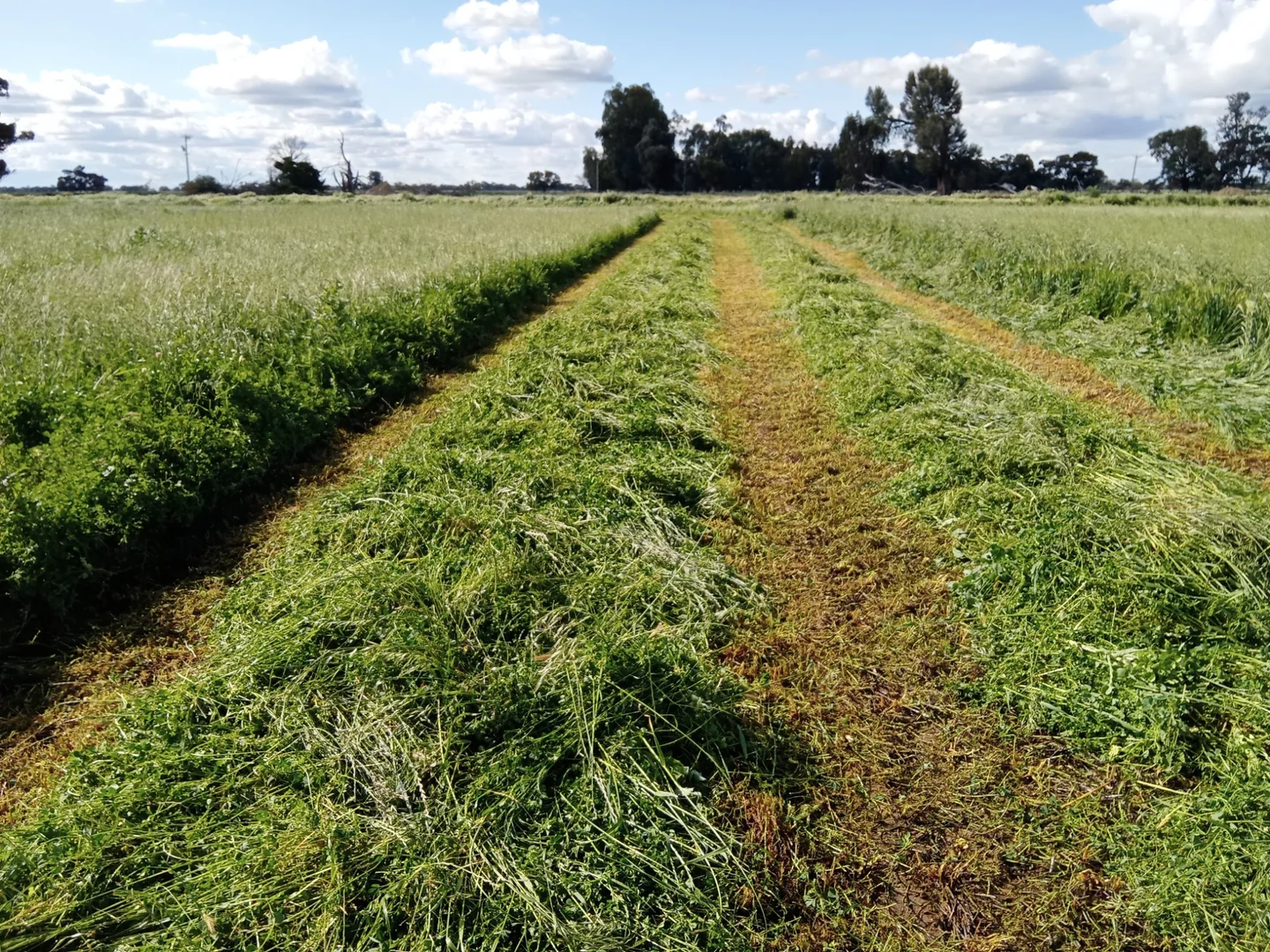 Additional image 3 of 614 Nullabooma Road, Wakool NSW 2710