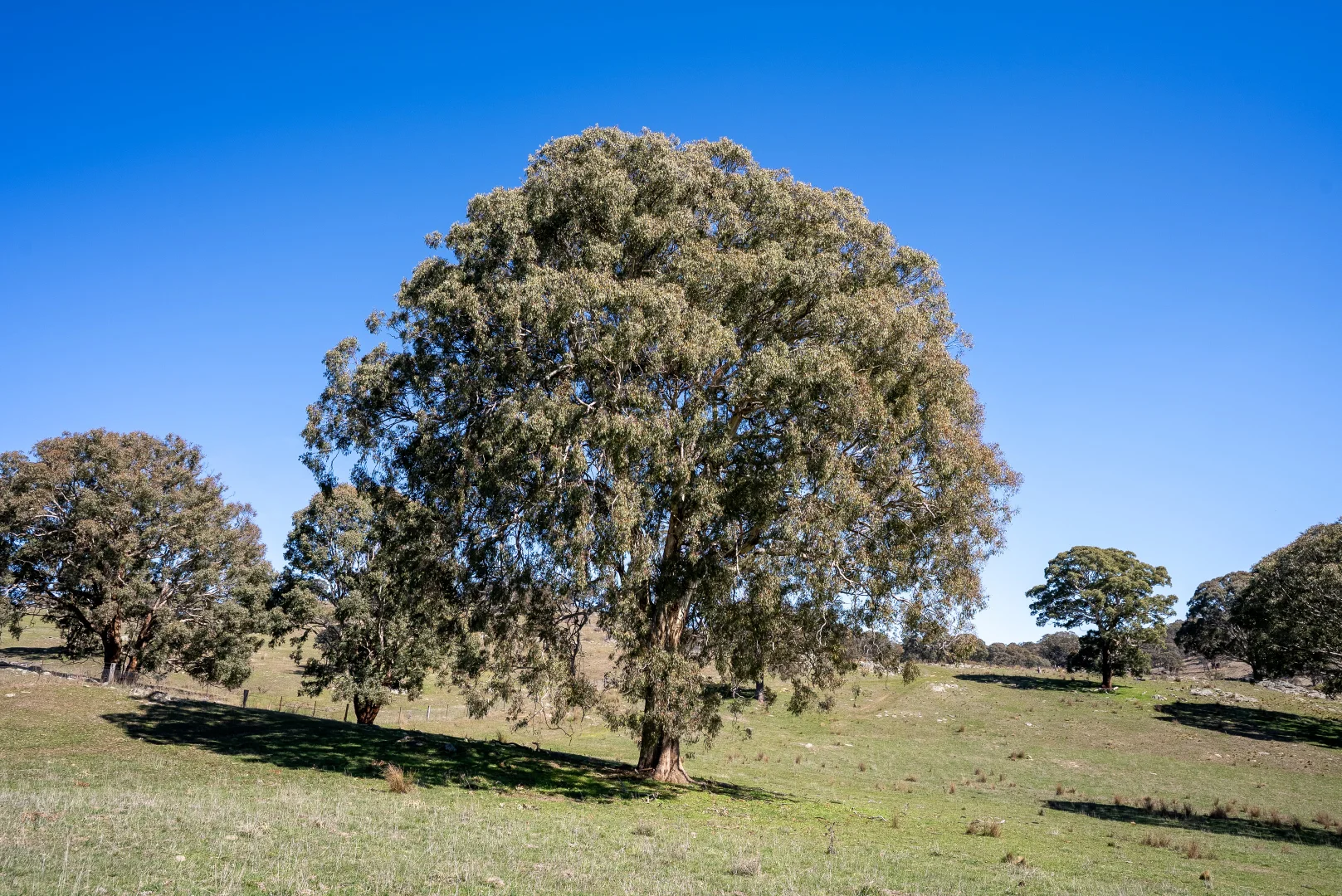 Additional image 25 of 5353 Trunkey Road, Trunkey Creek NSW 2795