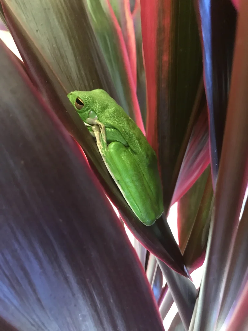 Additional image 21 of 62 Mountain View Cl, Maria Creeks QLD 4855