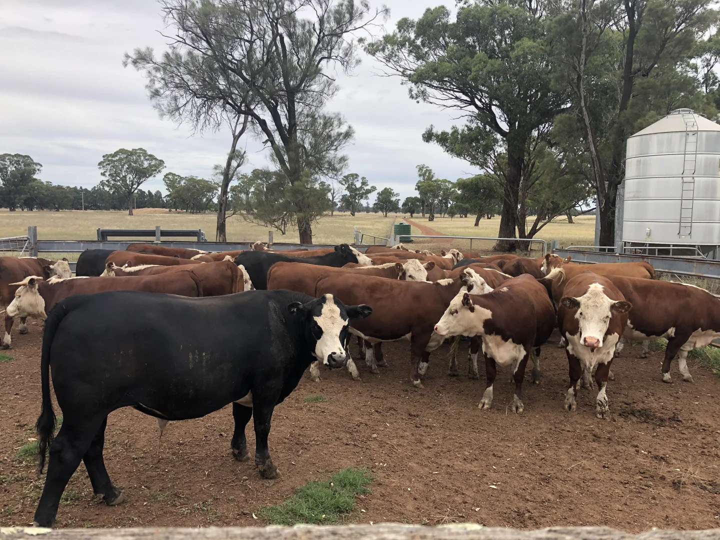 Additional image 17 of 1843 Yeo Yeo Hampstead Road, Young NSW 2594