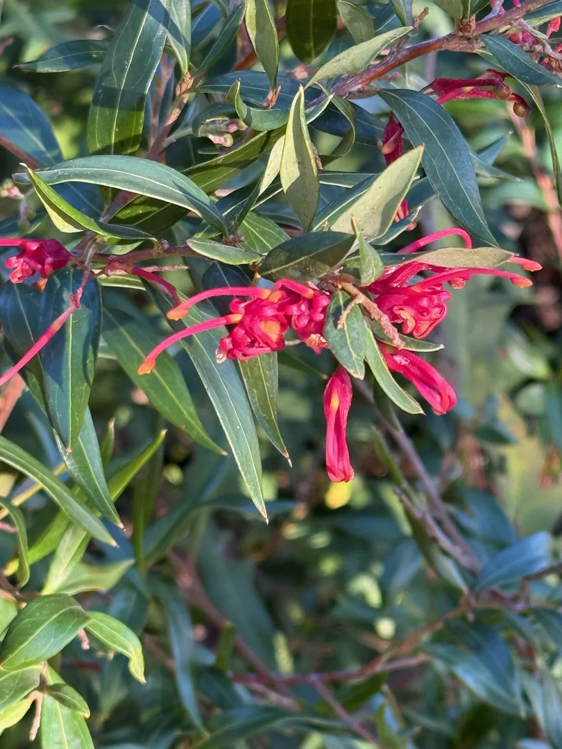 Additional image 46 of 385 Foxs Elbow Road, Braidwood NSW 2622